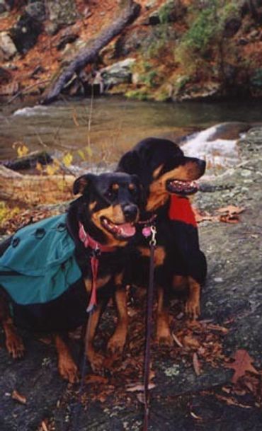 Two Rottweilers wearing colorful jackets sitting by a riverside.