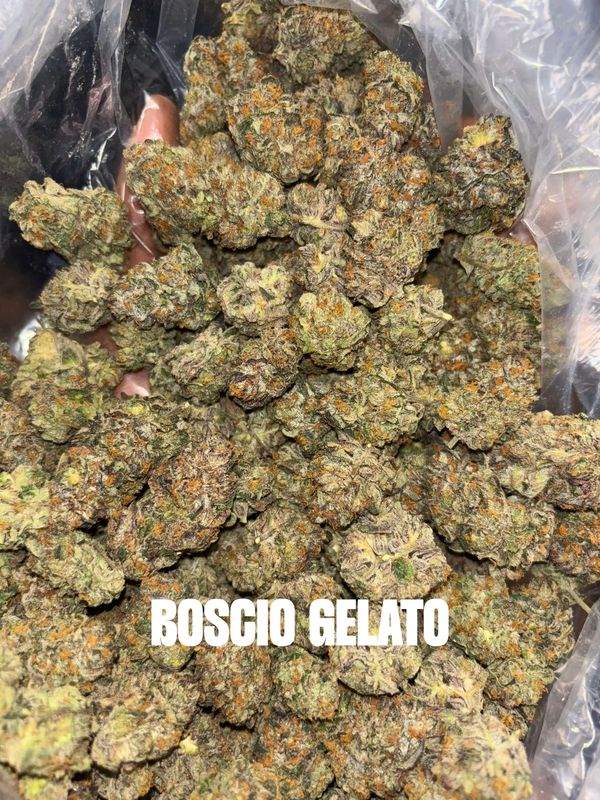 Close-up of Boscio Gelato cannabis buds in a plastic bag.