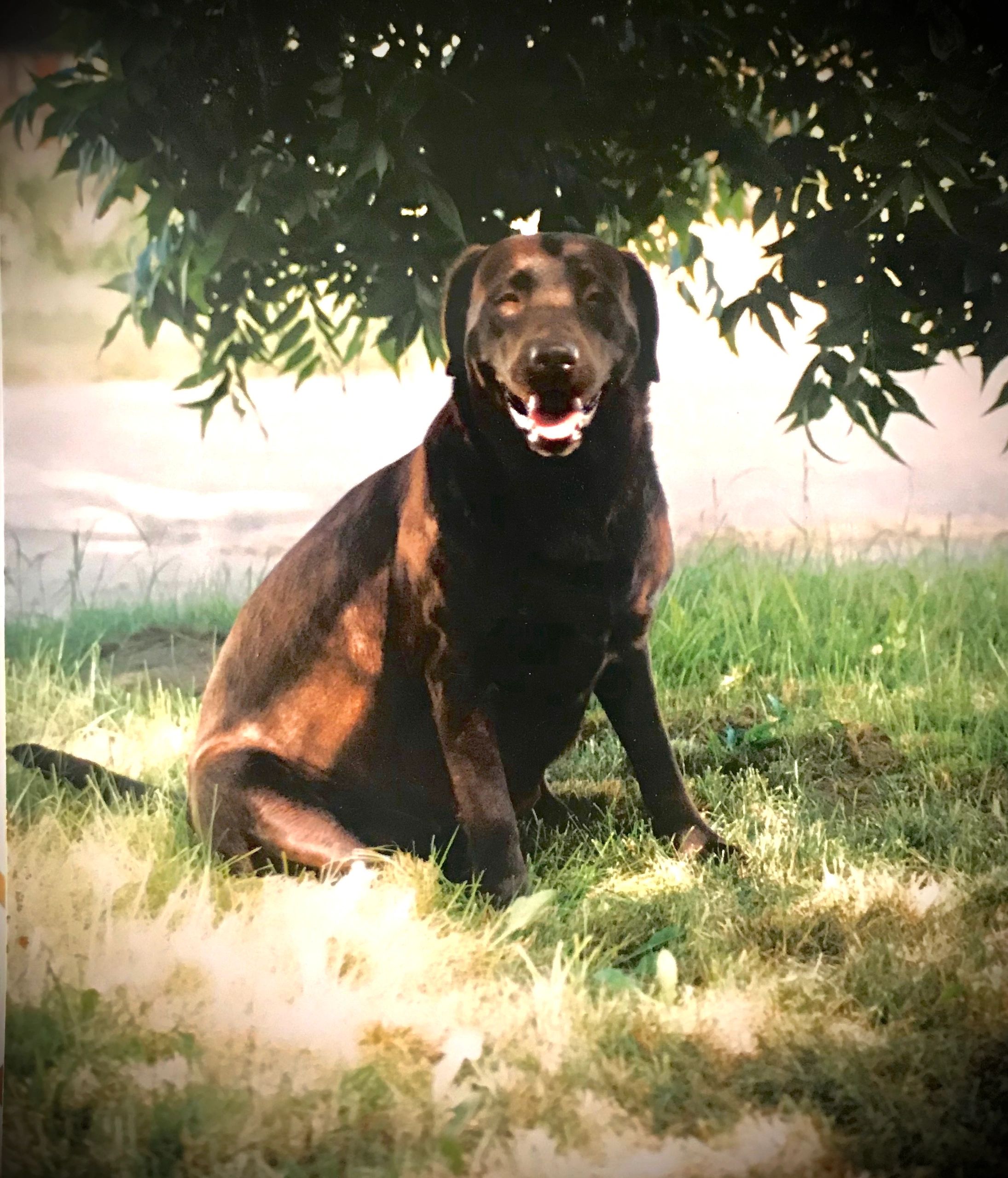 Where it all began...Maggie was our first Labrador and she was amazing.
