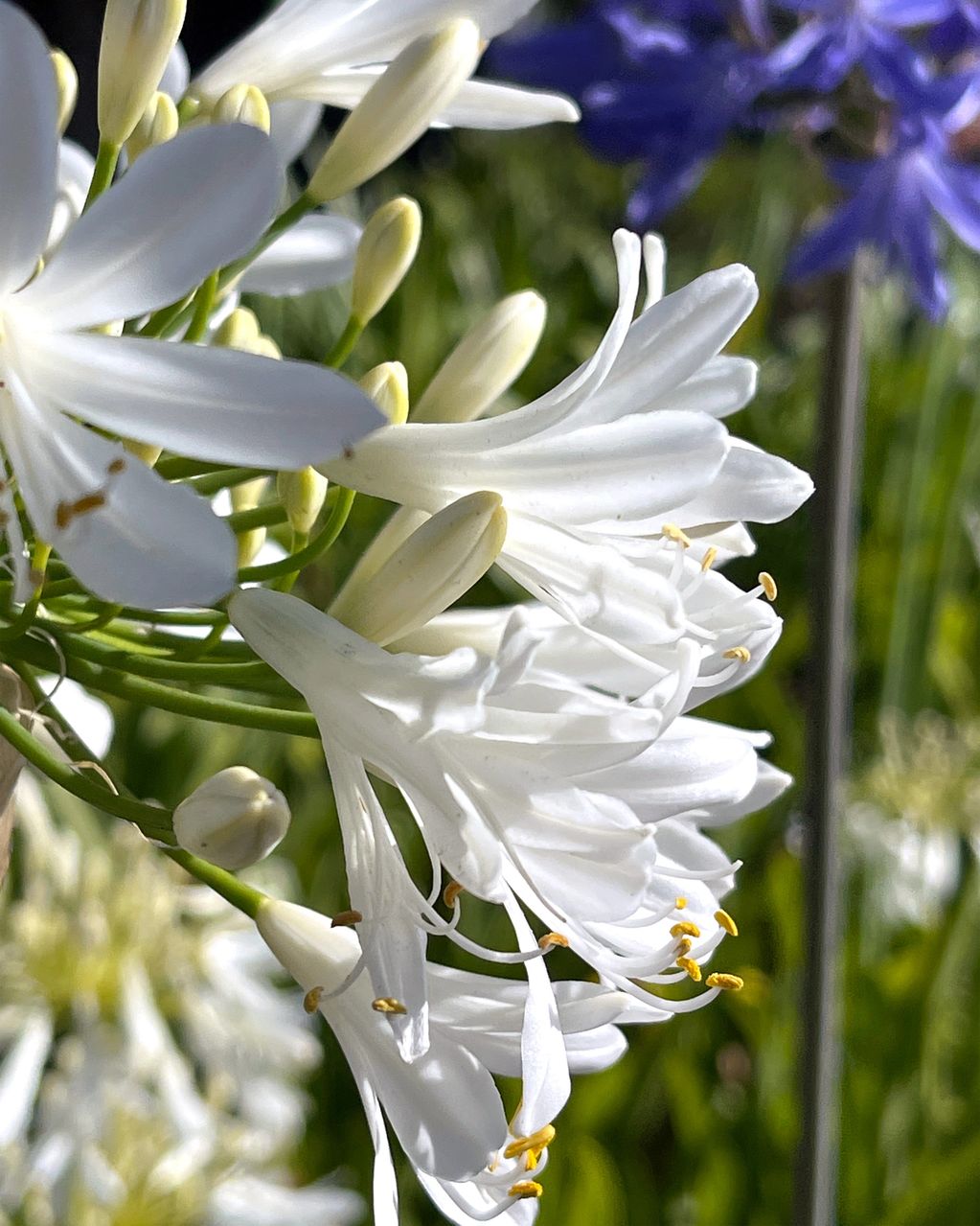 White agapanthas on the edge of a parking lot in Santa Cruz, CA