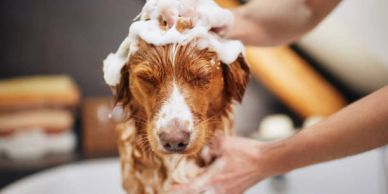 Dog getting a bath with soap suds on its head.