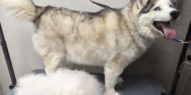 Happy husky standing next to a pile of fur.
