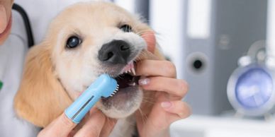 Puppy getting its teeth brushed.