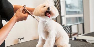 A fluffy white dog getting its fur trimmed.