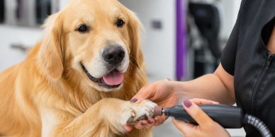 Golden Retriever getting a paw groomed.