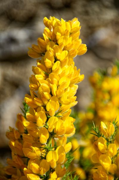 A single branch of gorse with yellow flowers
