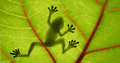 frog on a leaf.