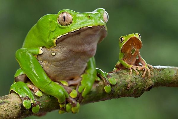 Kambo Frog
