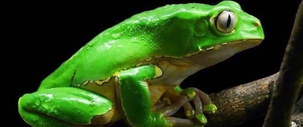 Kambo Frog