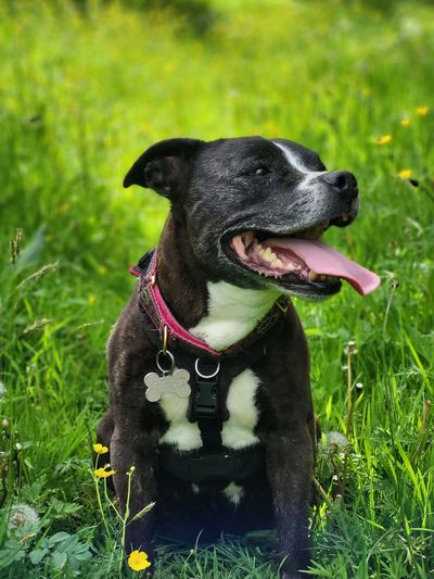 Elderly dog sitting in long meadow grass