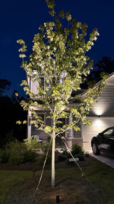 Tree Illumination, 3k temperature, 5w, Black Brass, WiFi Smartphone Control