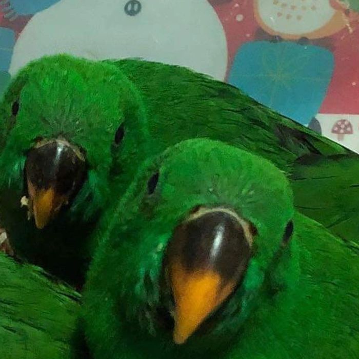 Solomon Island Eclectus Parrots
