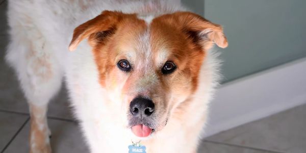 Cute dog sticking out its tongue.