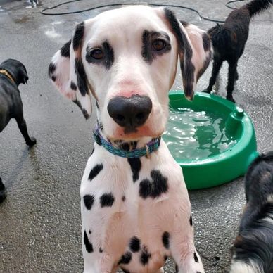 dalmation puppy with pool in background
