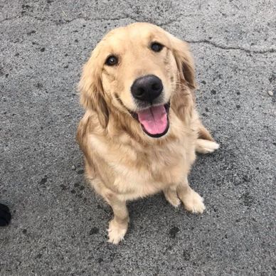 golden retriever at daycare