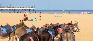 Skegness Beach Donkeys