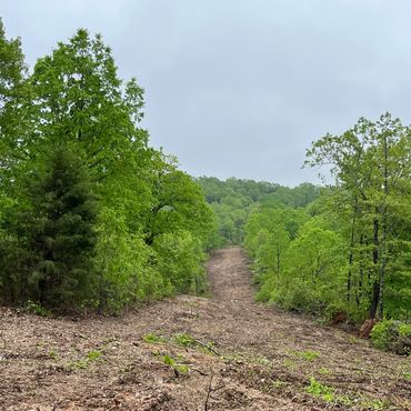 Electric power easement clearing