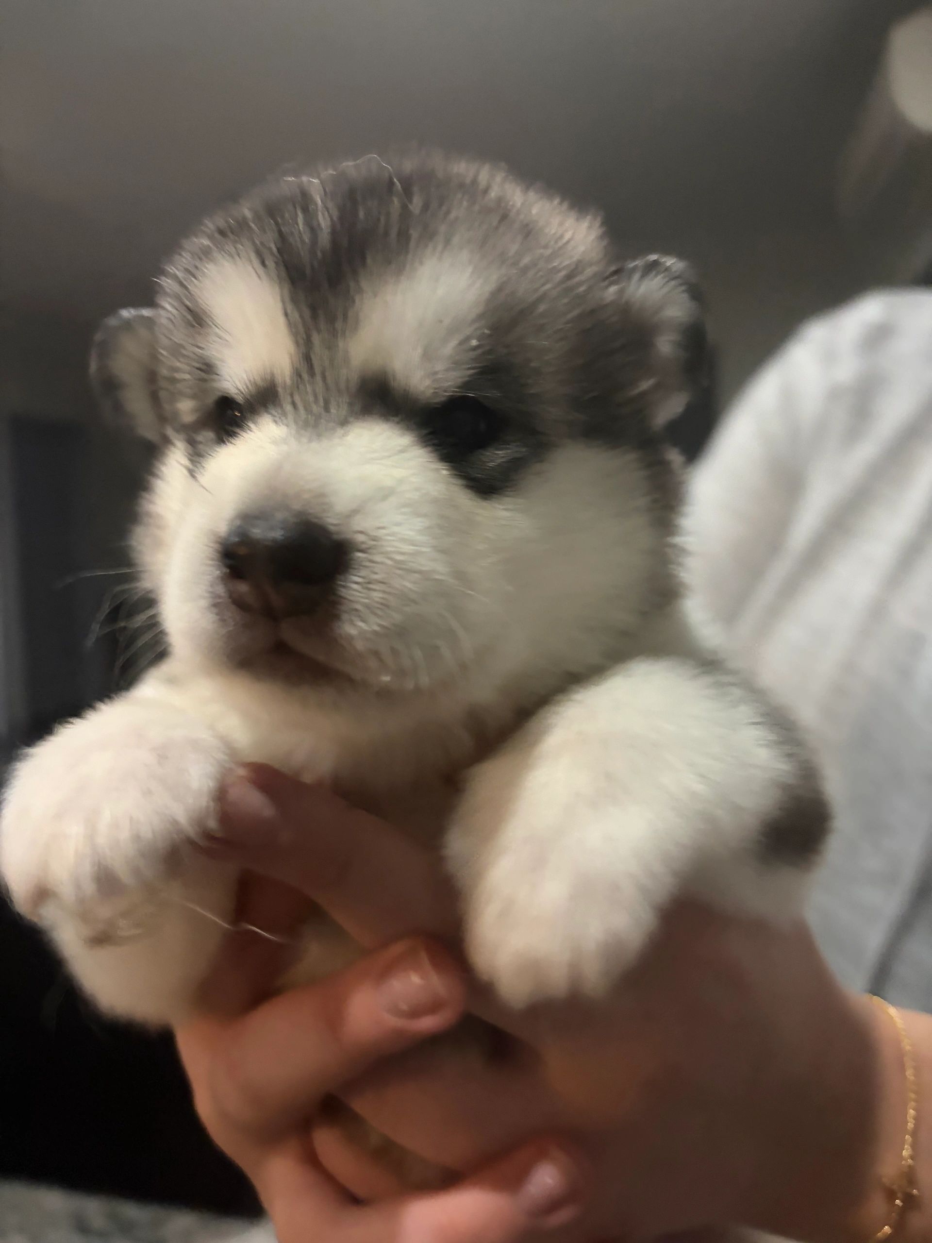 Close-up of a fluffy Alaskan Malamute puppy being held.