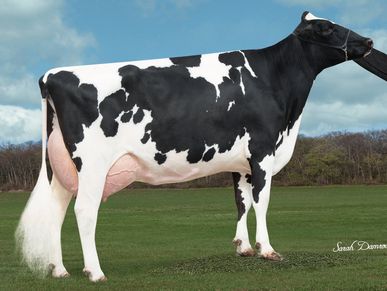 Olmar Silver Berrie EX 90
12 Generation Excellent
All with the Olmar Prefix!