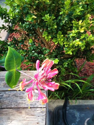 Pink Lemonade Honeysuckle