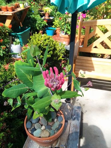 Pink Lemonade Honeysuckle just about to bloom