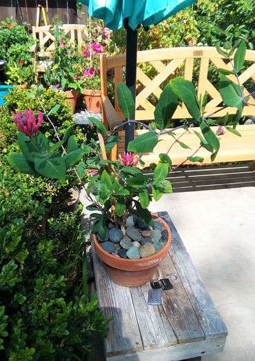 Pink Lemonade Honeysuckle