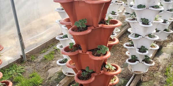 Stacked vertical planters with young strawberry plants in a greenhouse.