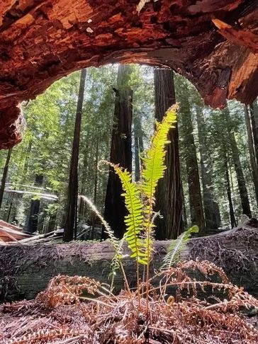 I offer holistic psychotherapy for individuals, couples and families.