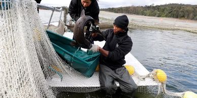 sturgeon caviar