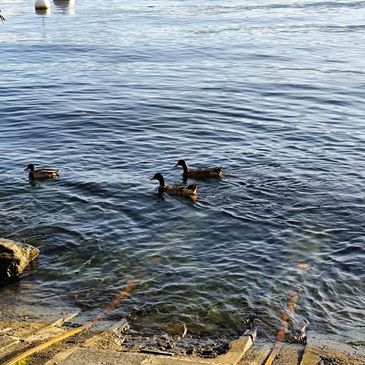 La calma y serenidad de los patos que se adaptan a las aguas frías de un lago sereno