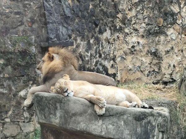 El león con su fuerza y liderazgo se une a su leona con lealtad y juntos simbolizan la fuerza mutua