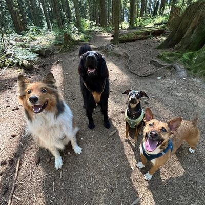 Four happy dogs in a forest.