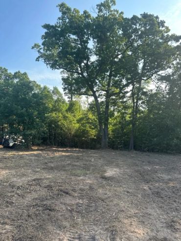 Freshly mulched land with a large tree and forest background.
