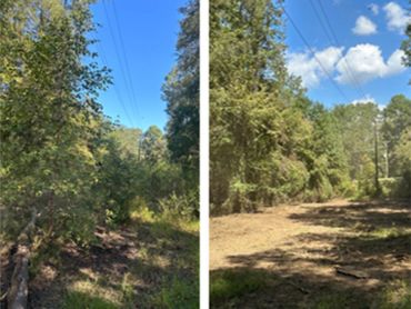 Comparison of a forest path before and after clearing under a blue sky.
