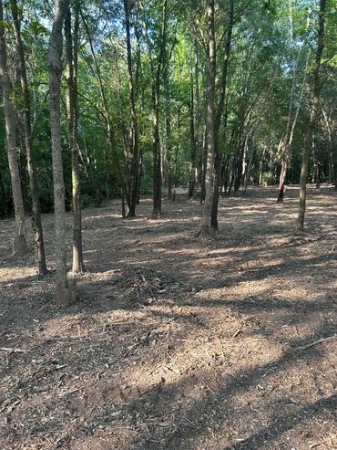 Forest clearing with scattered tall trees and fresh mulch