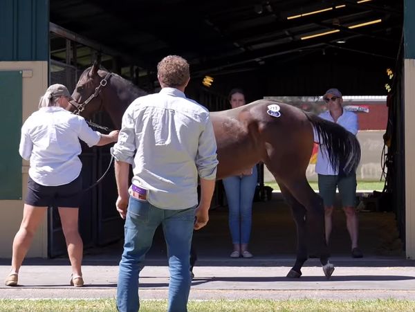 People examining a horse in a barn.