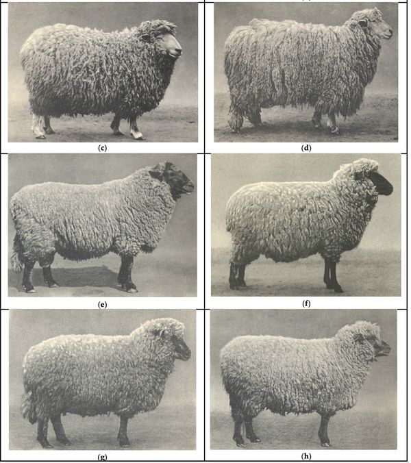 Black and white photos of six different sheep from vintage collection.