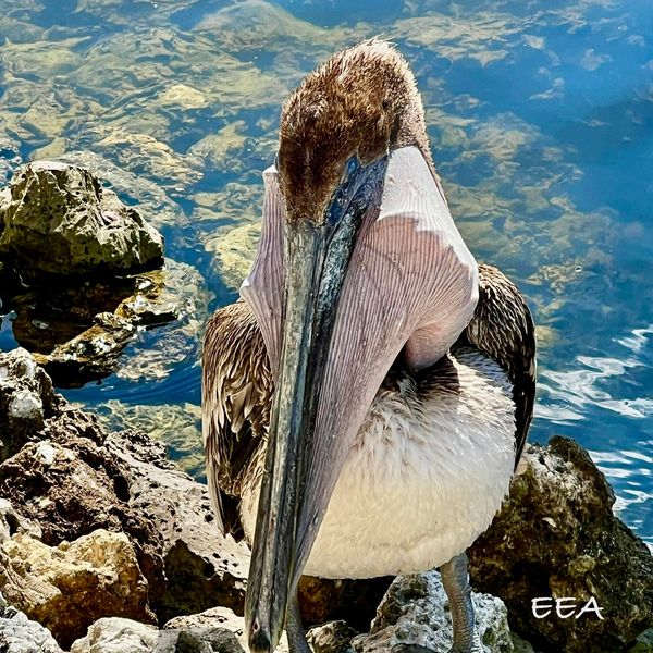Picture of a bird