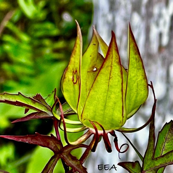 Picture of a plant
