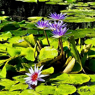 Plants in water