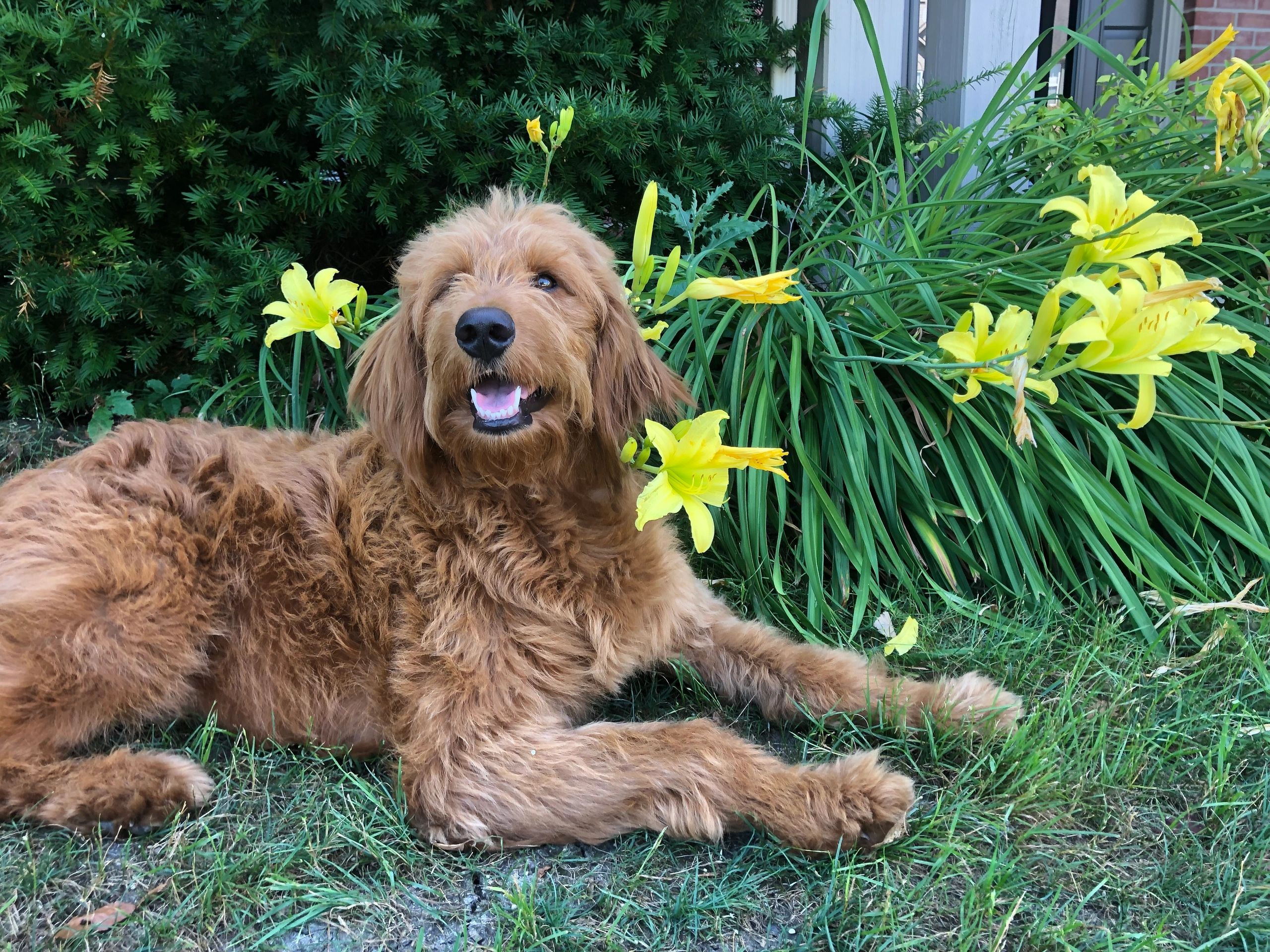 Goldendoodle Facts Carefree Goldendoodles