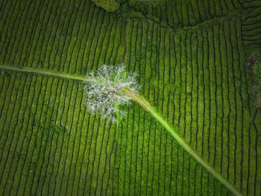 Tea Plantation, São Miguel, Azores, Portugal