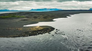 Seals, Iceland, 2020