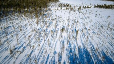 Tree shadow, Lapland, Finland