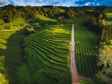 Tea Plantation, São Miguel, Azores, Portugal