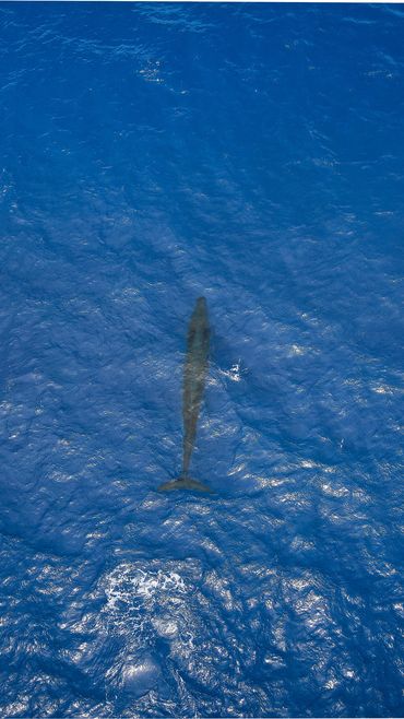 Sperm Whale, São Miguel, Azores, Portugal