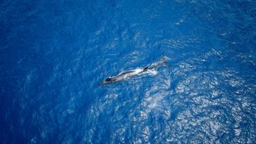 Sperm Whale, São Miguel, Azores, Portugal