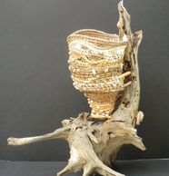 Award winning Pine needle Basket sculpture anchored on drift wood.