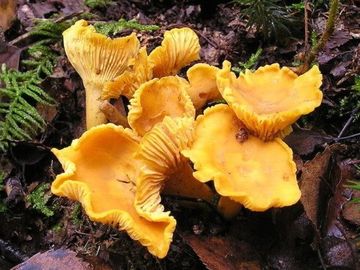 Yellow chanterelle mushroom