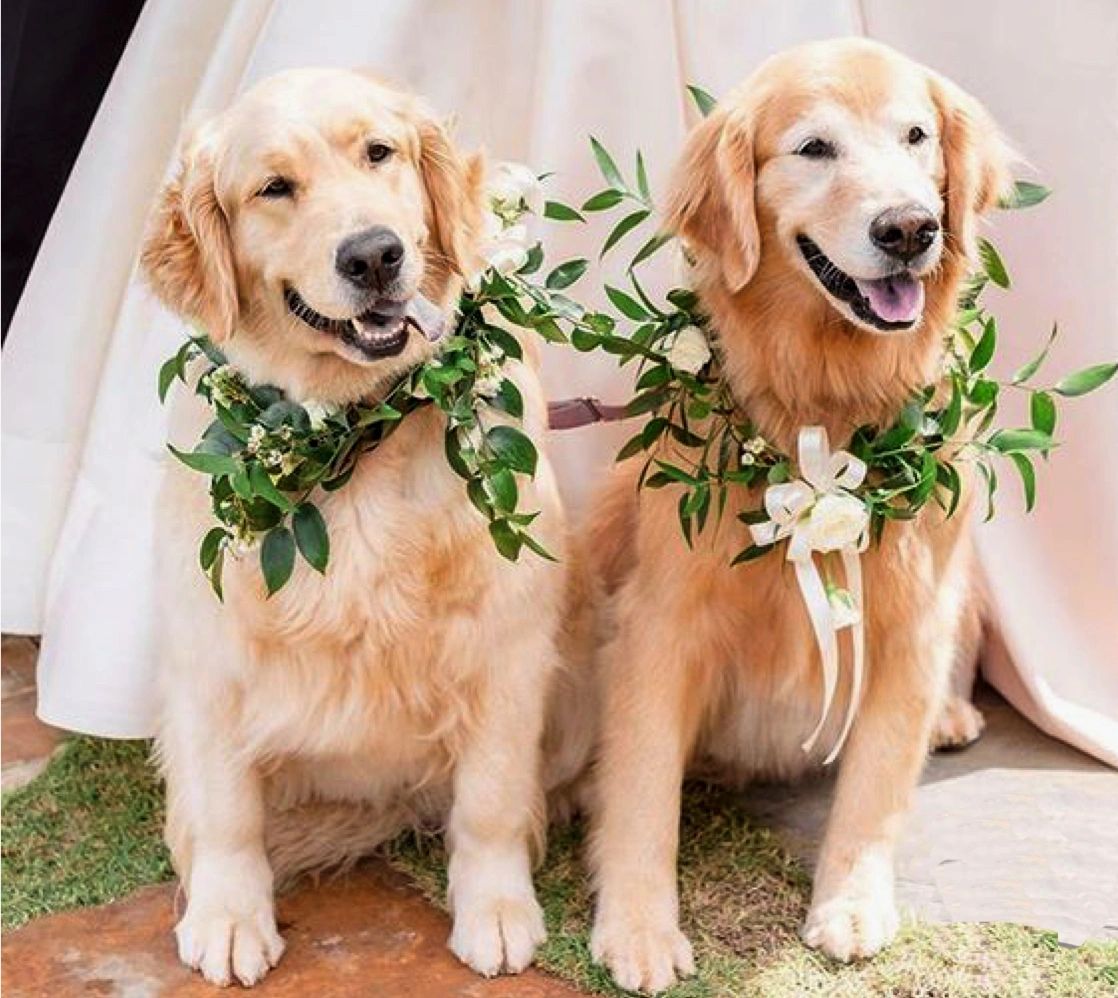 Sweet puppy dogs dressed and ready for a wedding at this dog-friendly venue The Heirloom Hideaway